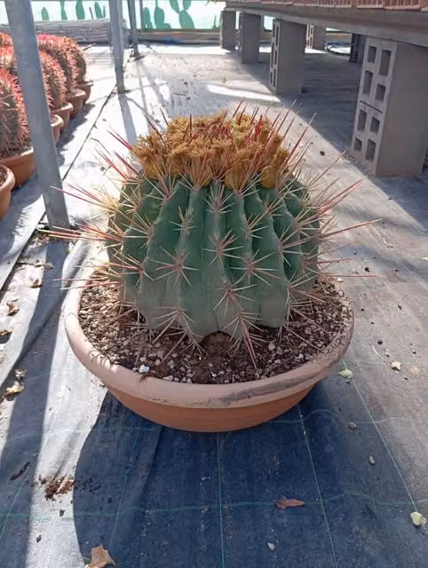 Cactus Barile Ferocactus Rectispinus Ciotola 50 cm Cactacea Globosa