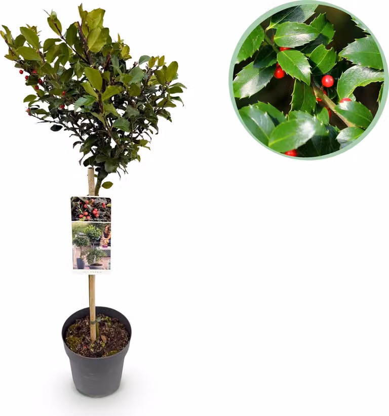 Ilex meserveae Blue Maid - Pianta su stelo - Pianta da terrazzo - Decidua - Bassa manutenzione - 80-90cm - Ø19cm - Pianta da giardino