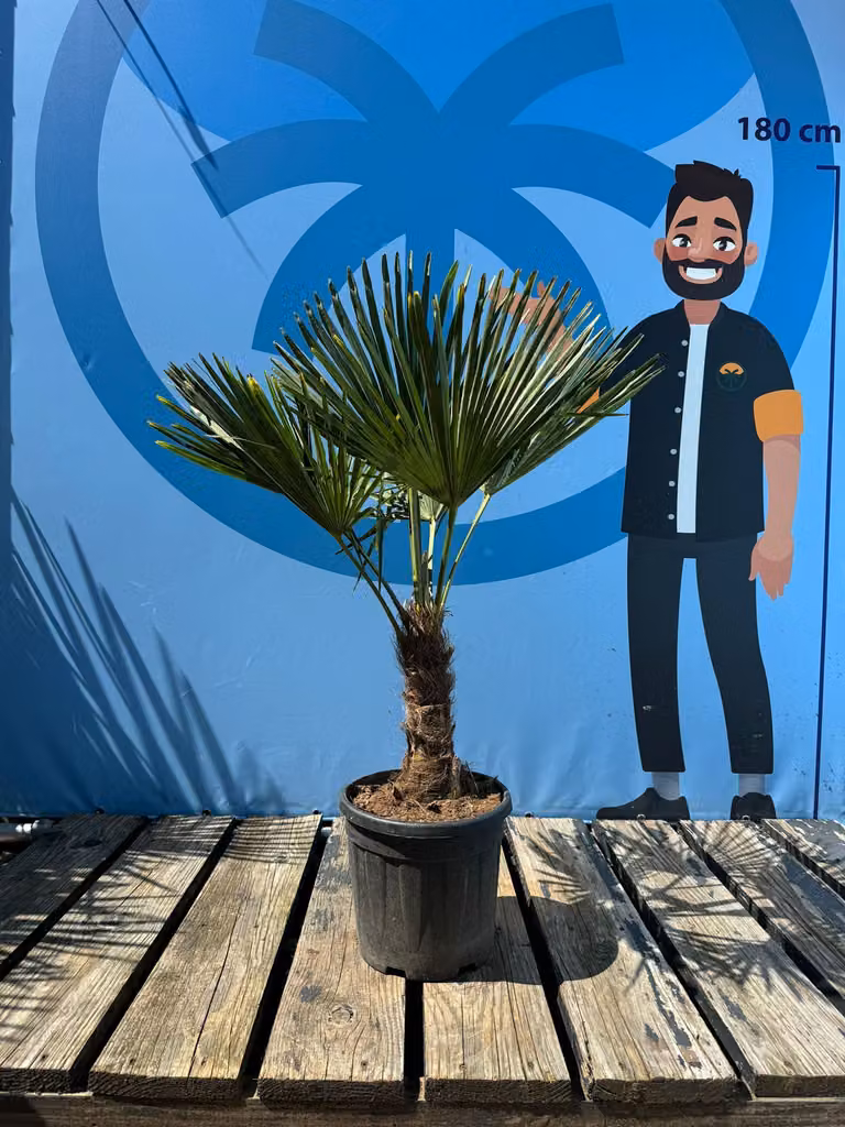 Albero del sole - Palma - Trachycarpus Fortunei - Palma della canapa - 120-140 CM - Resistente all'inverno fino a -18 cm