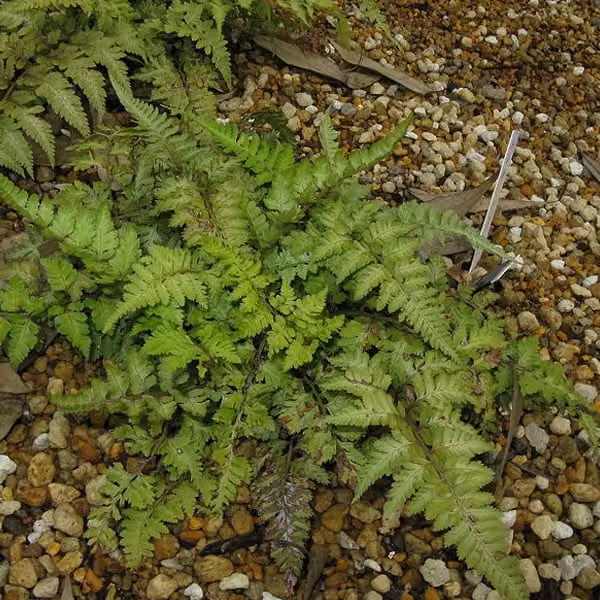 6 x Felce arcobaleno Metallicum - Athyrium niponicum 'Metallicum' | Vaso da 9x9 cm