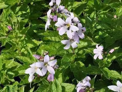 6 x Campanula lact. 'Loddon Anna' - Menta di montagna - vaso 9 x 9 cm