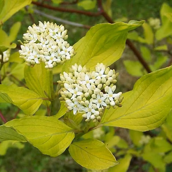 2 piante di Biancospino (Cornus alba), alte 60-80 cm, in vaso