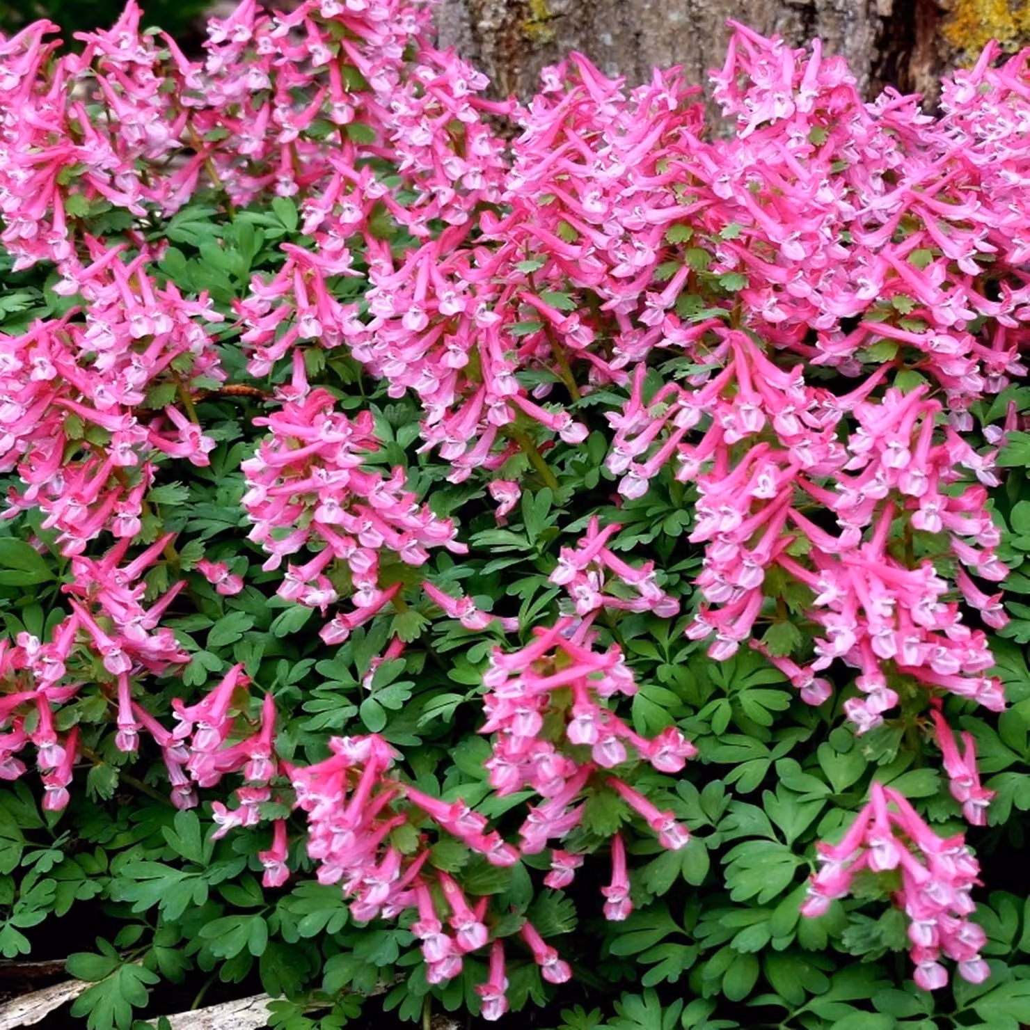 Bulbi da fiore Bulbi da fiore Corydalis Corydalis Beth Evans 5 pz.