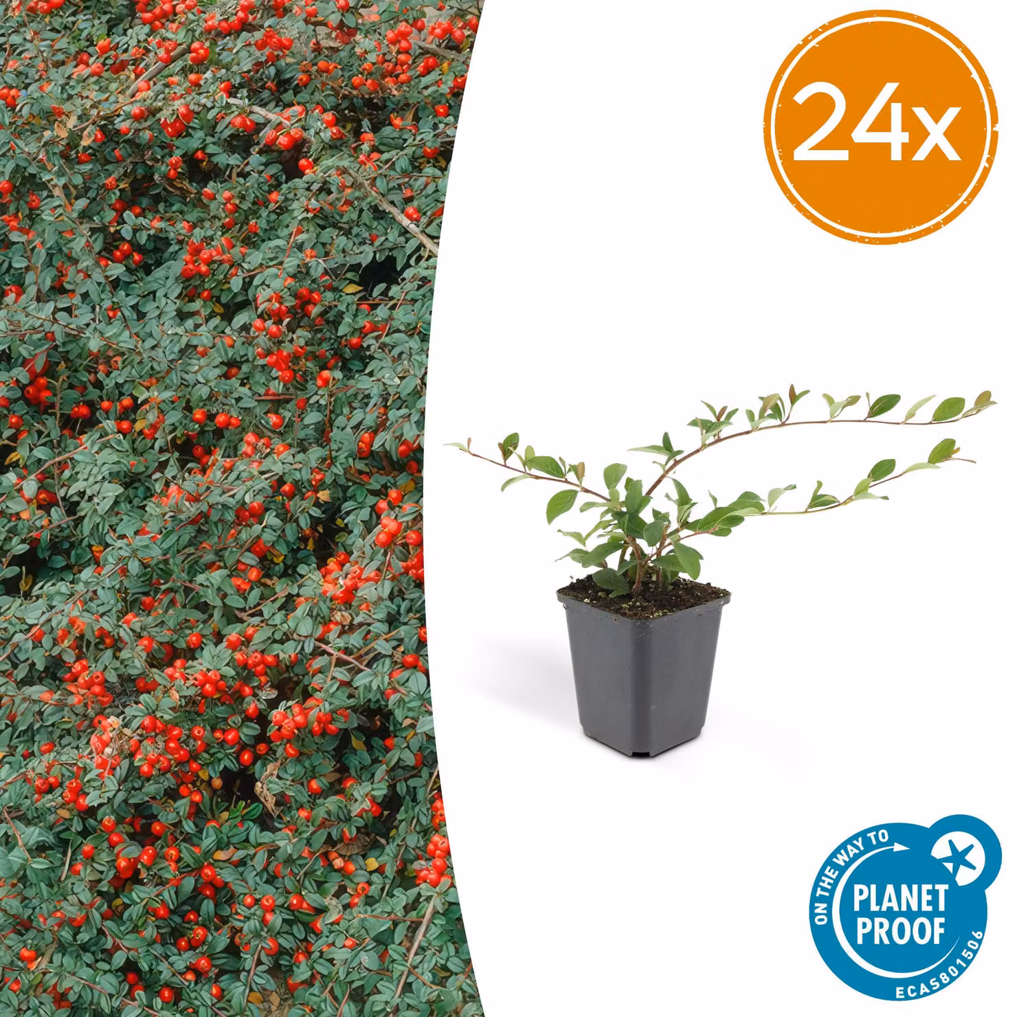 Cotoneaster dammeri | 24 pezzi - 10-25cm - Ø9cm - Pianta da giardino
