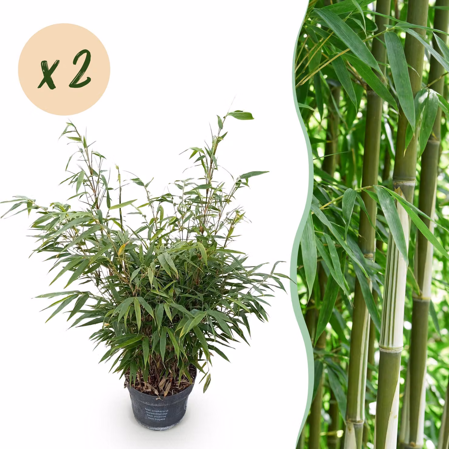 Erbe - Fargesia robusta Pingwu - Bambù non invasivo - Sempreverde - 2 piante - 70-80cm - Ø23cm - Pianta da giardino