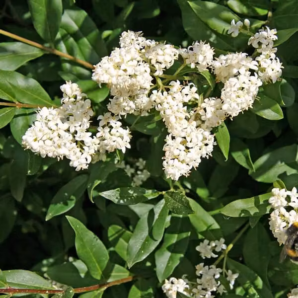 2 piante di Ligustro comune (Ligustrum vulgare), alte 60-80 cm, in vaso
