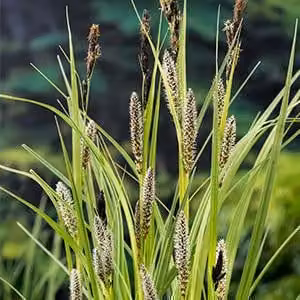 6 x Carex riparia - Carice ripariale - vaso 9 x 9 cm