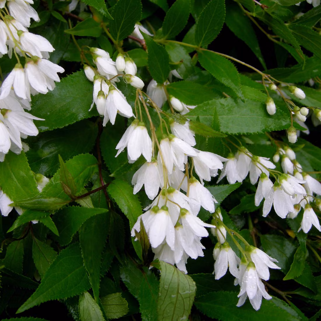 2 piante di Deutzia gracilis 'Nikko' | Altezza: 25-30 cm, coltivate in vaso
