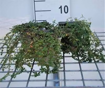 6 x Herniaria glabra - calva - vaso 9 x 9 cm