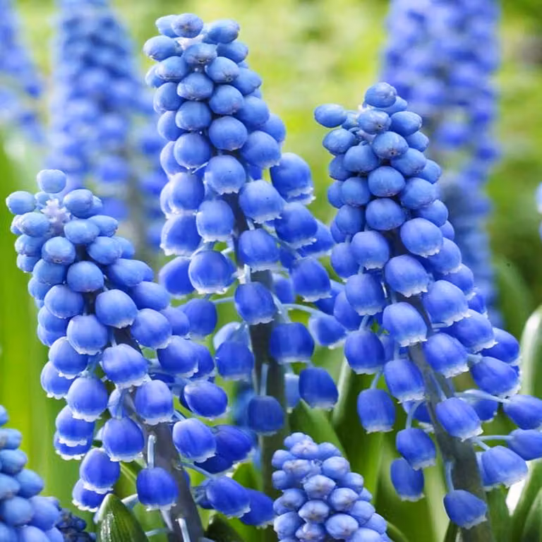 Bulbi di fiori di Muscari Bulbi di fiori di giacinto d'uva Big Smile 10 pz.