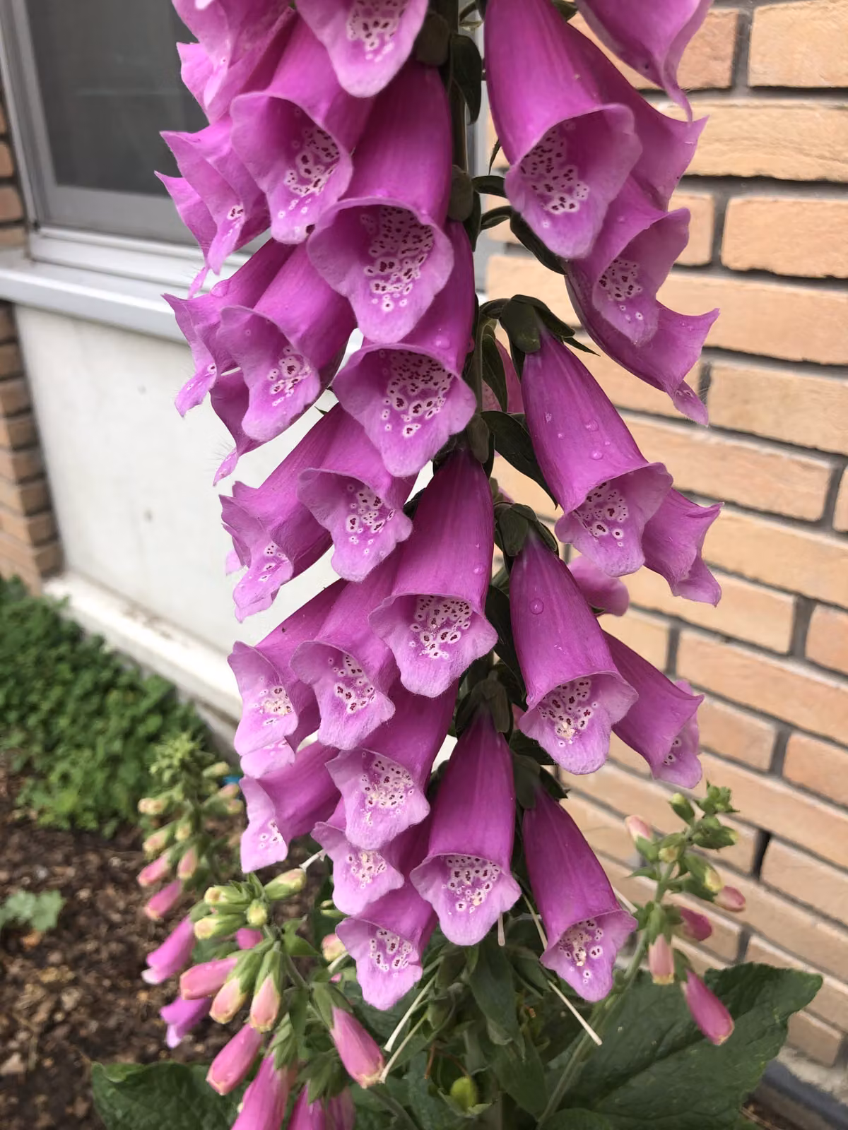6 x Digitalis purpurea - Volpino - vaso 9x9 cm