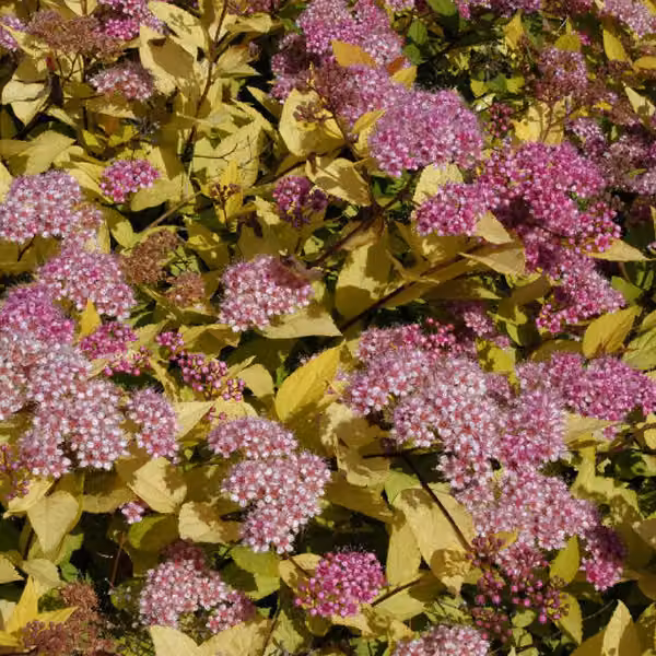2 piante di *Spiraea japonica* 'Golden Princess', in vaso, altezza 25-30 cm