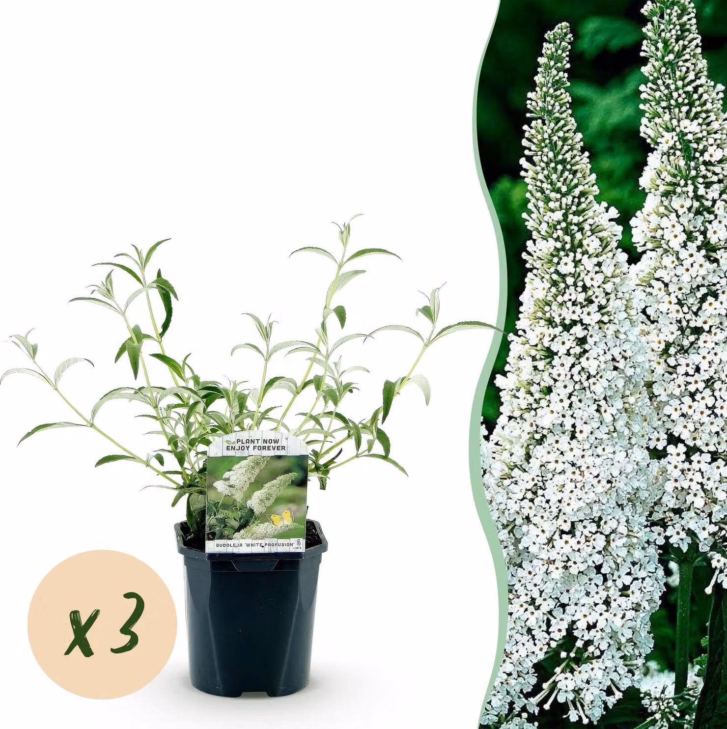 Buddleja davidii White Profusion - Arbusto delle farfalle - Resistente - Bianco - 3 piante - 35-45cm - Ø17cm - Pianta da giardino