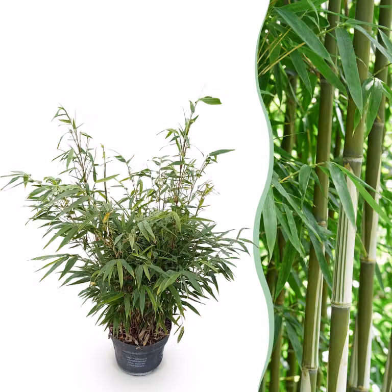 Erbe - Fargesia robusta Pingwu - Non invasivo Bambù - Sempreverde - 70-80cm - Ø23cm - Pianta da giardino