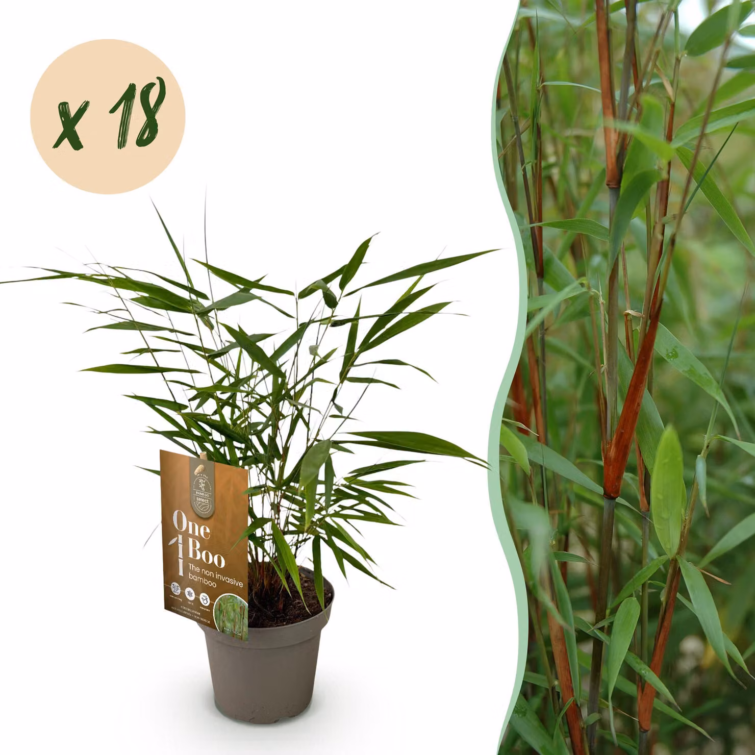 Bambù - Fargesia Asian Wonder - Sempreverde - Non rotante - Verde - 18 piante - 25-35cm - Ø14cm - Pianta da giardino