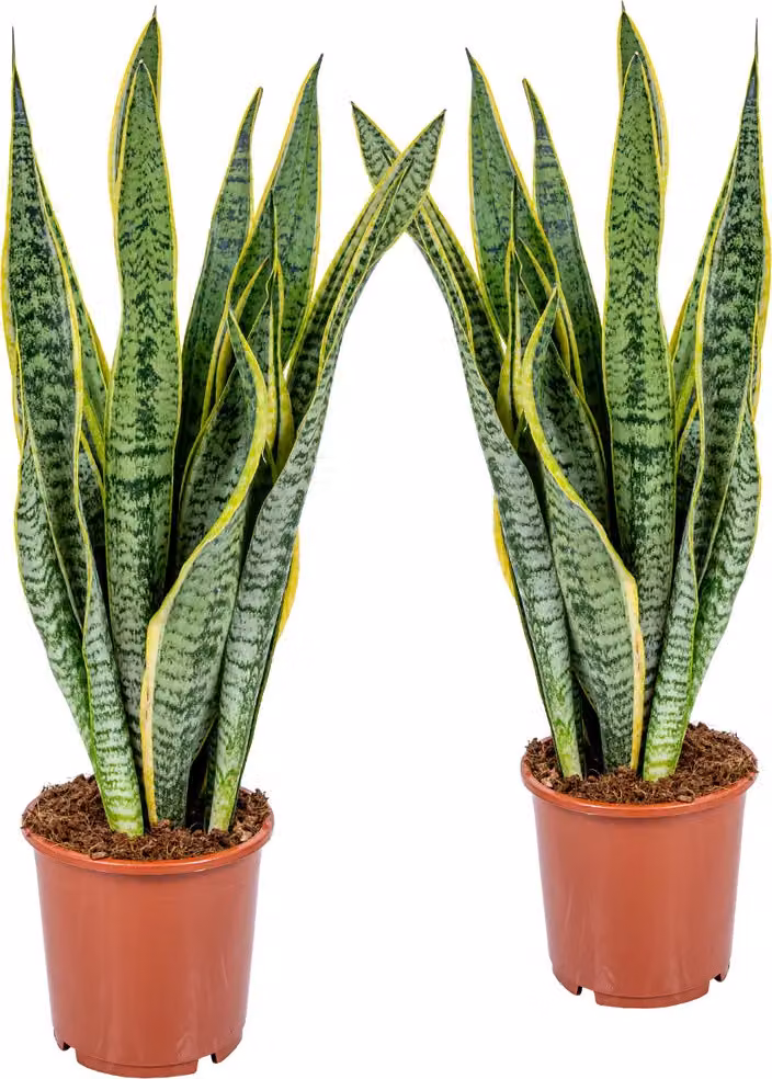 2 pezzi Sansevieria Laurentii 50-60 cm Lingua di serpente Migliora l'aria degli ambienti Piante da appartamento