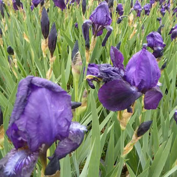 6 x Iris germanica 'Black Knight' (gigli spada) | Vaso da 9x9 cm