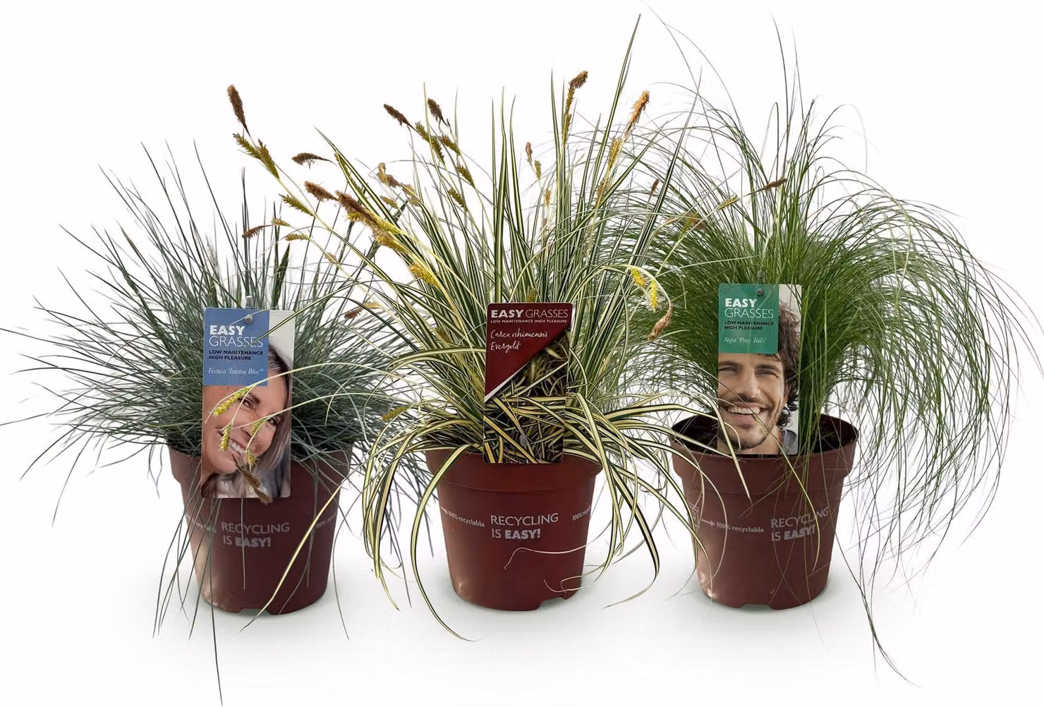 Set di erbe ornamentali, 3 piante: blu, giallo, verde; sempreverdi e resistenti
