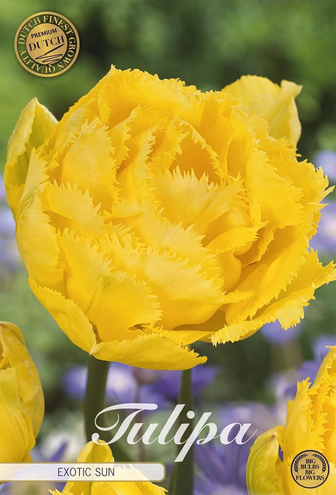Tulipano Exotic Sun (7 pezzi) | Bulbi di tulipano di Sam van Schooten