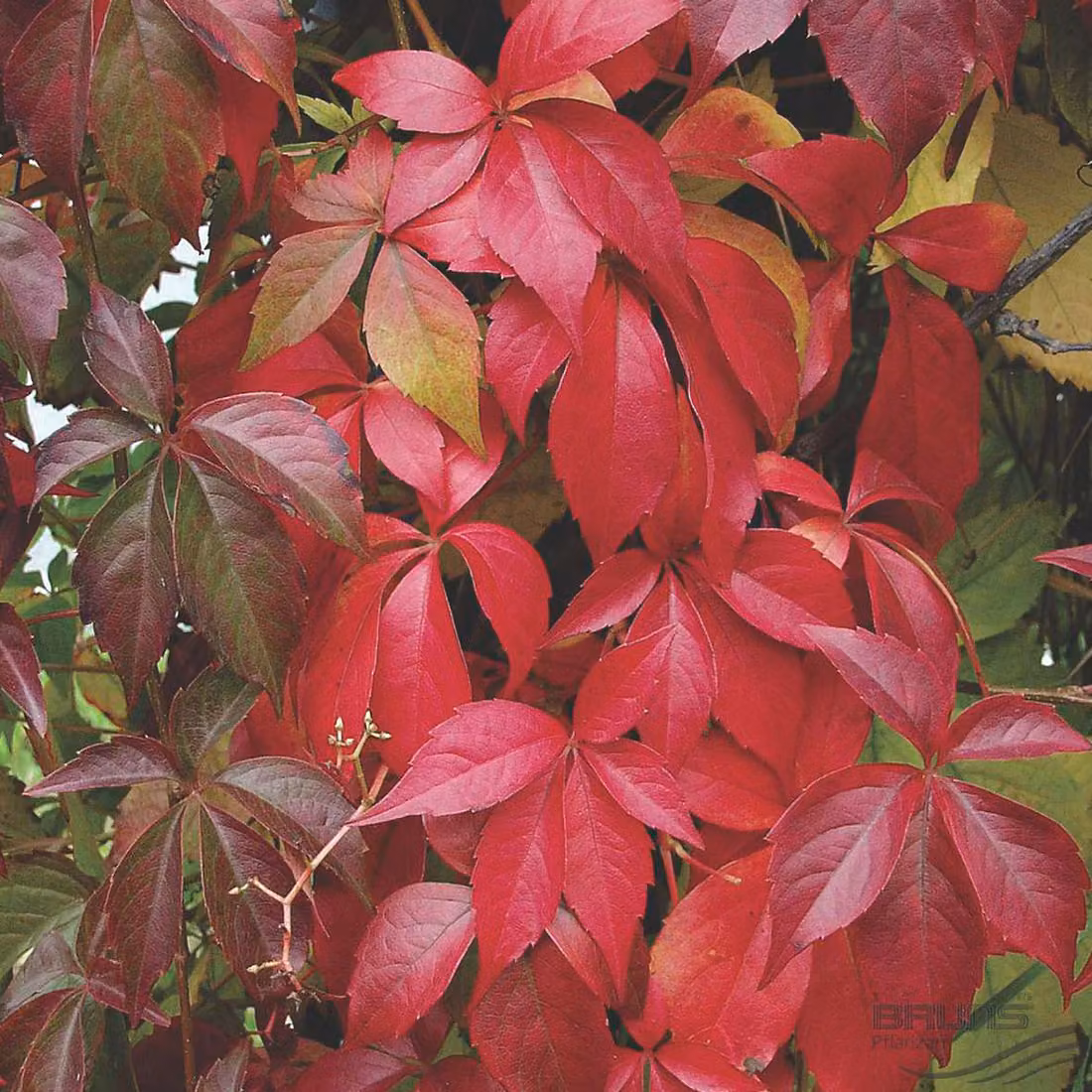 2 piante di edera rampicante (Parthenocissus quinquefolia 'Engelmannii'), altezza 50-60 cm, in vaso