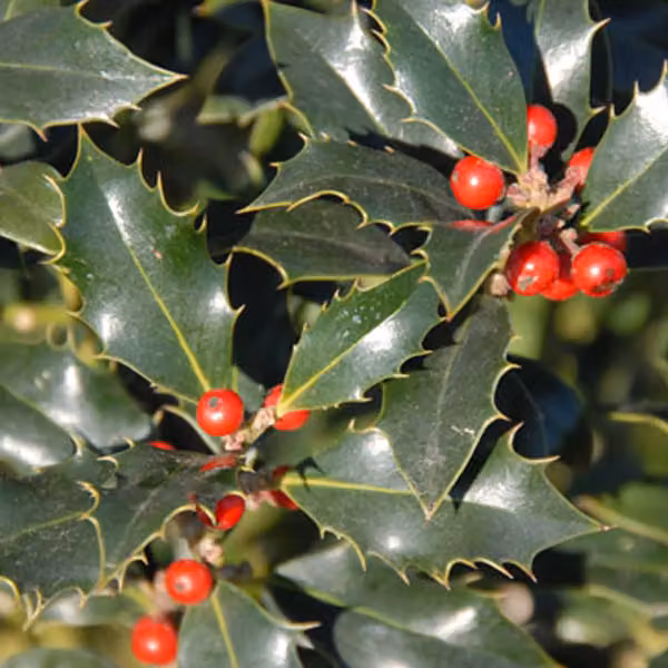 2 piante di *Ilex aquifolium* 'Alaska' (stecca d'alloro dell'Alaska) | altezza 40-60 cm, in vaso