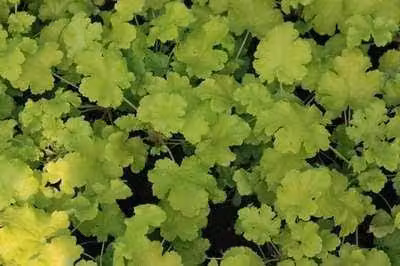 6 x Heuchera hybr. 'Lime Rickey' - campanula viola - vaso 9 x 9 cm