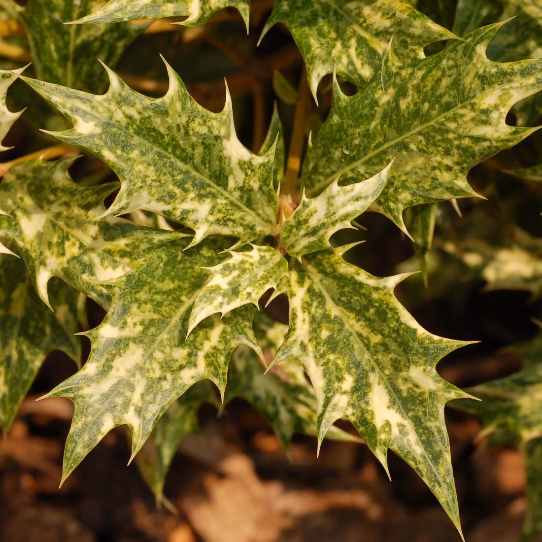 2 piante di Osmanthus heterophyllus (Osmanthus dalle foglie variegate), alte 30-40 cm, in vaso