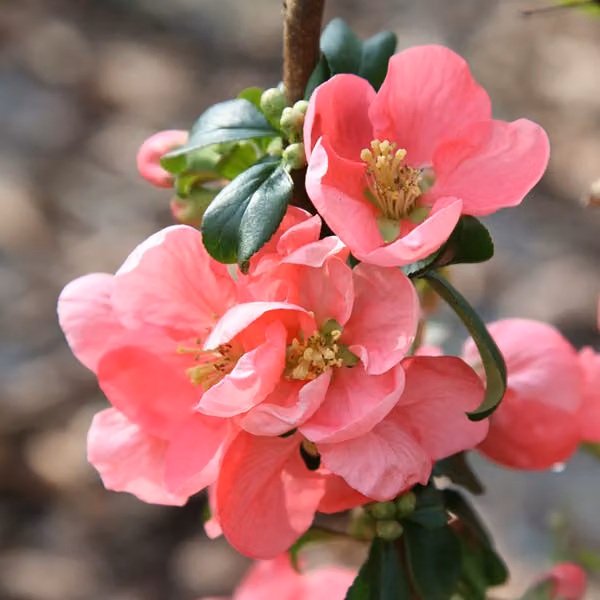 2 piante di Chaenomeles superba 'Pink Lady' | Altezza: 30-40 cm, in vaso