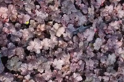 6 x Heuchera hybr. 'Midnight Rose' - campanula viola - vaso 9 x 9 cm