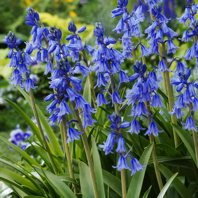 Bulbi di Hyacinthoides Bulbi di fiori Campanule Excelsior 5 pz.