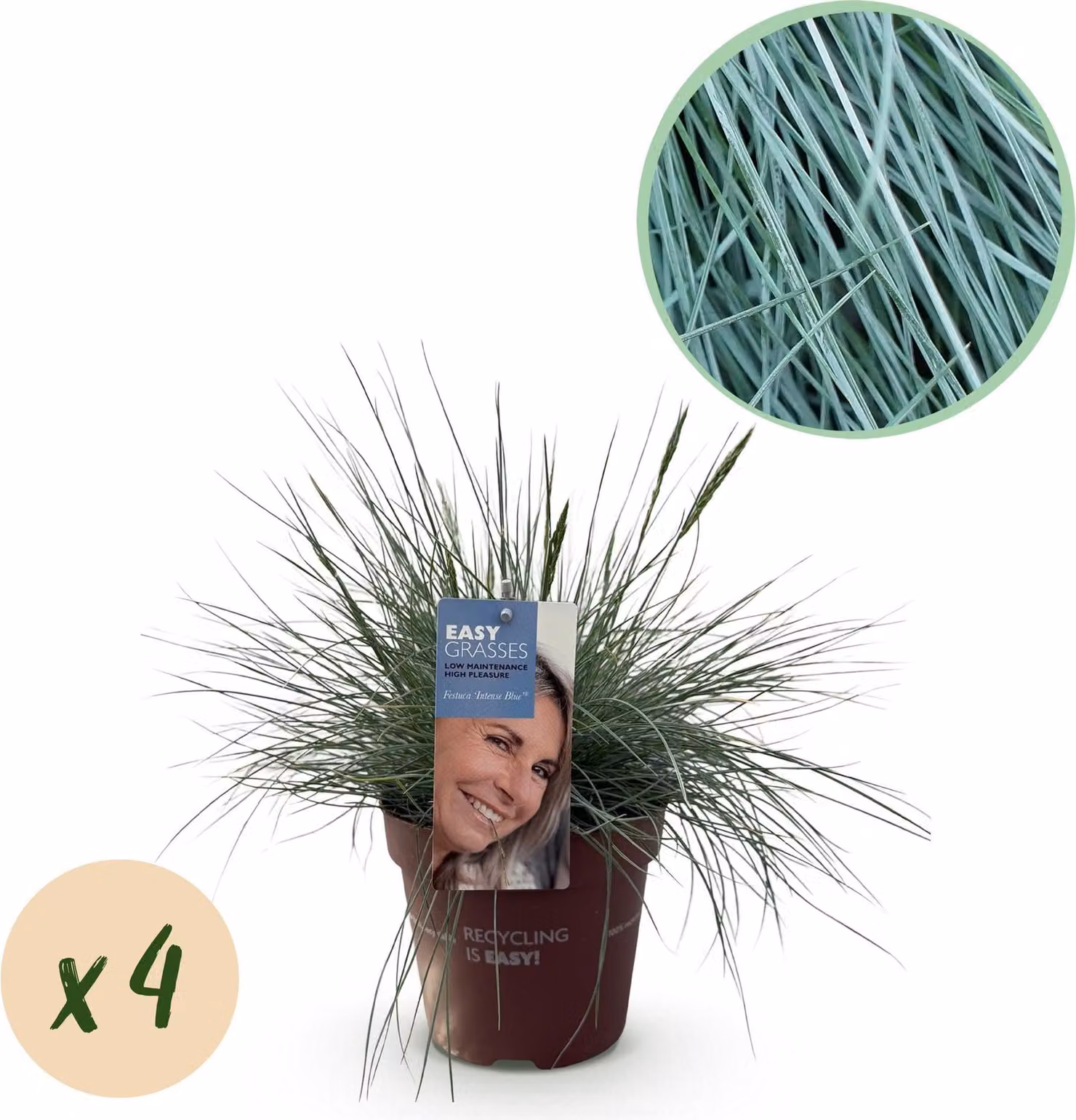 Festuca Glauca Intense Blue - Festuca blu - Erba ornamentale - 4 piante