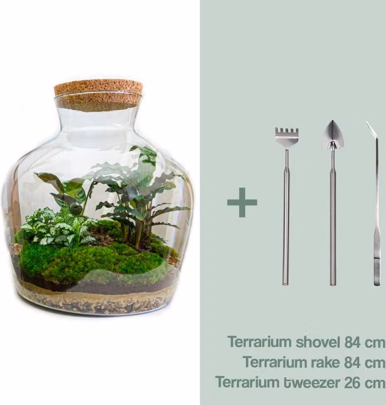Terrario fai da te - Fat Joe - ↕ 30 cm