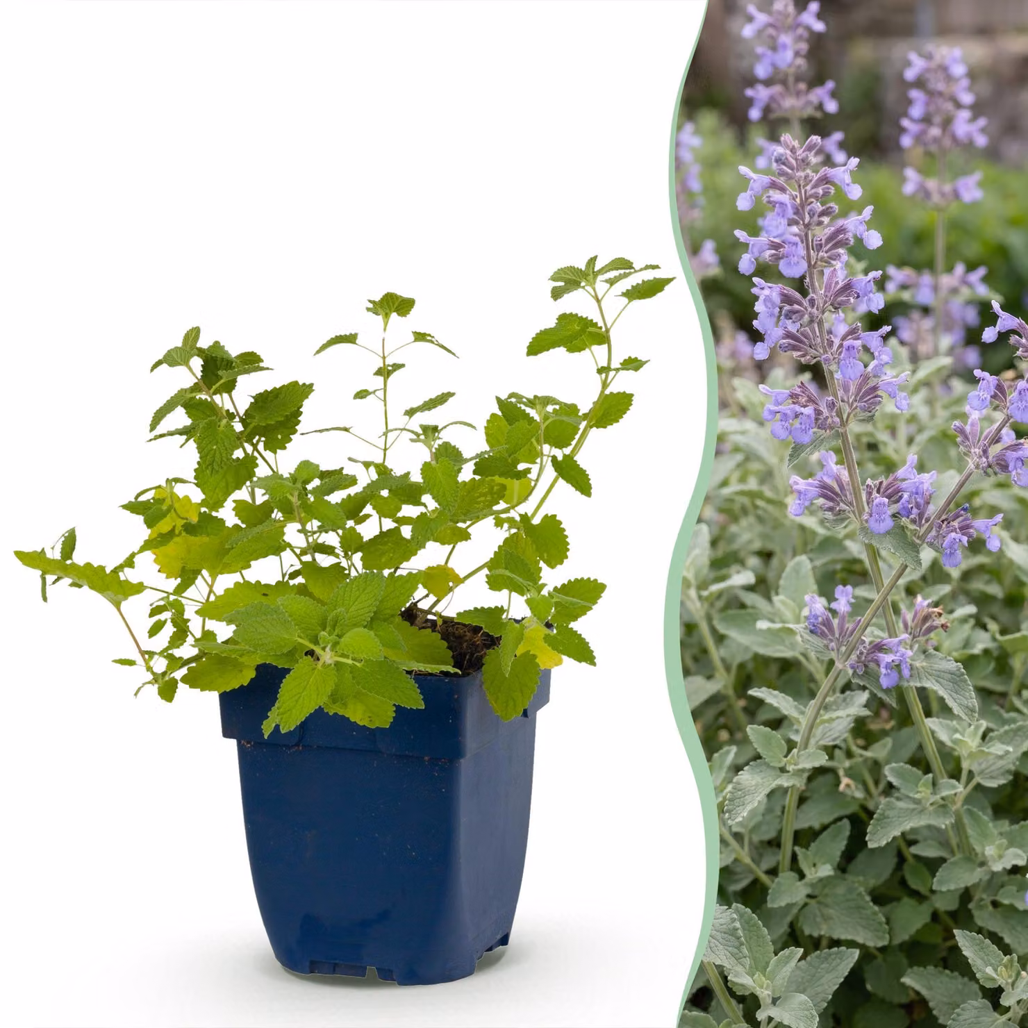 Nepeta faassenii - Erba gatta - Attira api e farfalle - Viola - 15-25cm - Ø11cm - Pianta da giardino