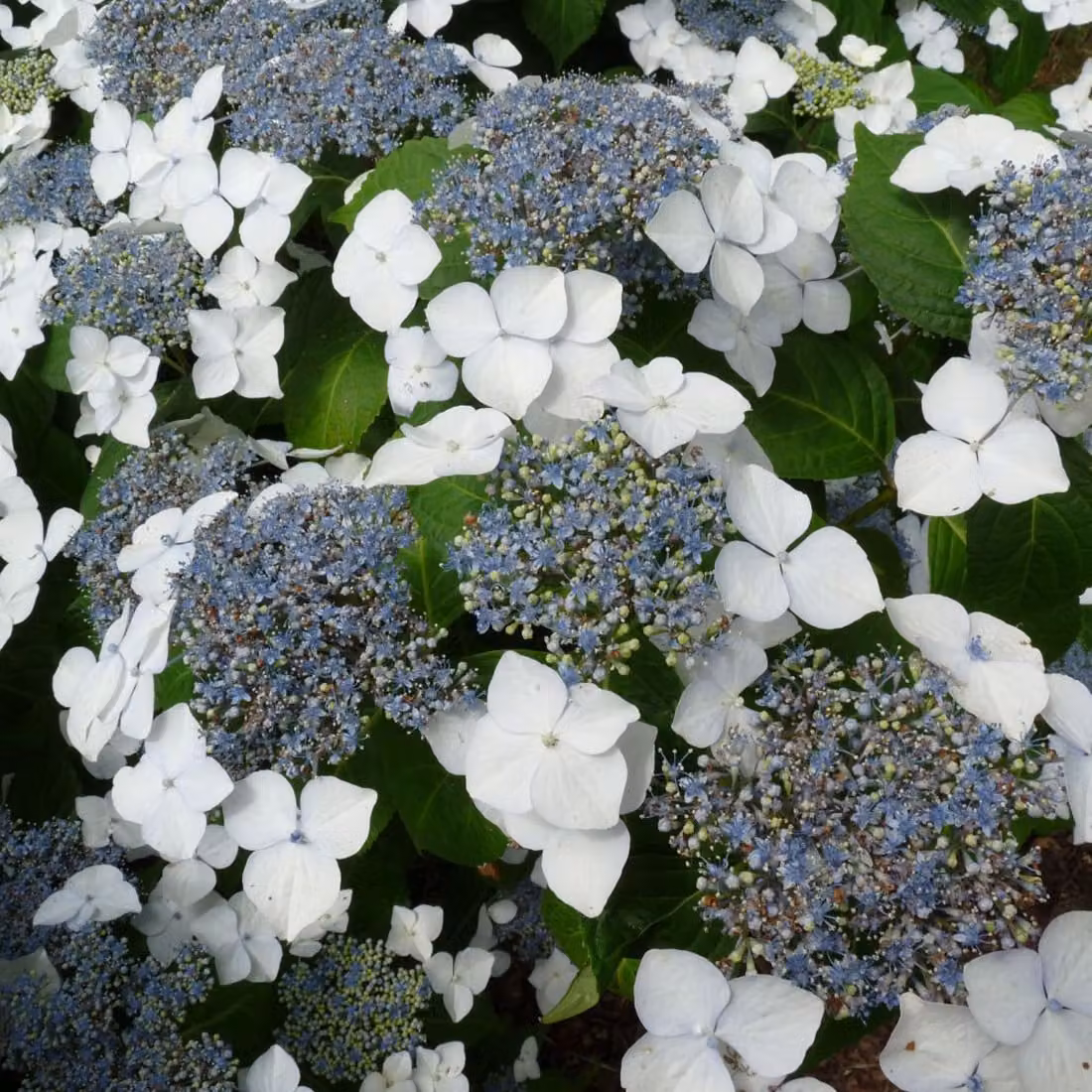 2 piante di Idrangea 'Mariesii Grandiflora', in vaso, altezza 25-30 cm