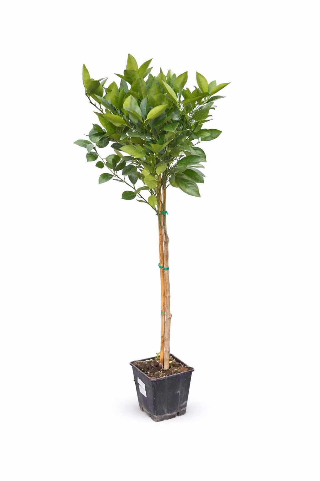 Arancio Citrus Sinensis Valencia 120-140 cm - arancio per giardino e balcone, frutta fresca, resistente, facile da curare, ideale per frutteto fai da te