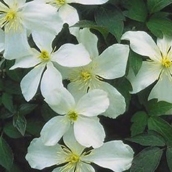 2 piante di Clematide montana 'Grandiflora' | Altezza: 50-60 cm, fornite in vaso