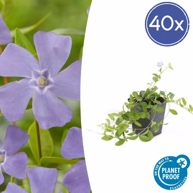 Vinca minor | 6 stuks - 10-25cm - Ø9cm - Pianta da giardino - Multideal
