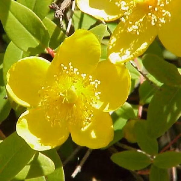 2 piante di *Hypericum moserianum*, alte 30-40 cm, in vaso