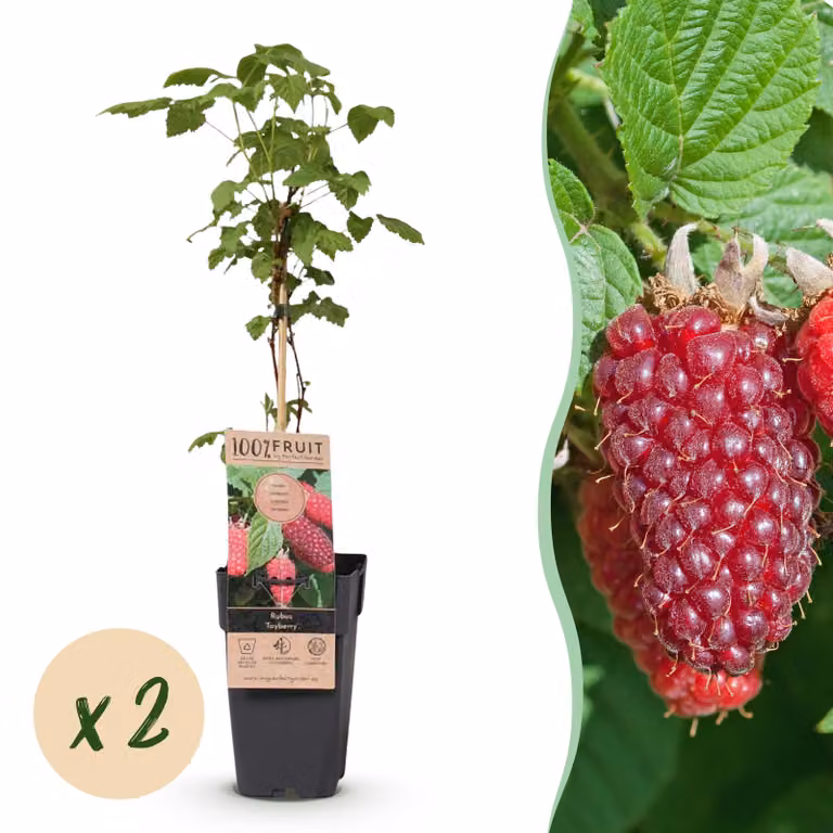 Rubus log. Tayberry - Mora - Difficile - Lampone viola - 2 piante - 40-50cm - Ø15cm - Pianta da giardino