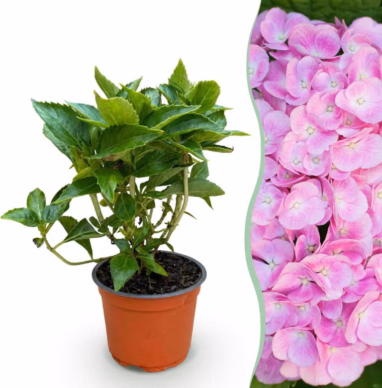 Hydrangea macrophylla Pink - Ortensia - Difficile - Rosa - 20-30cm - Ø12cm - Pianta da giardino