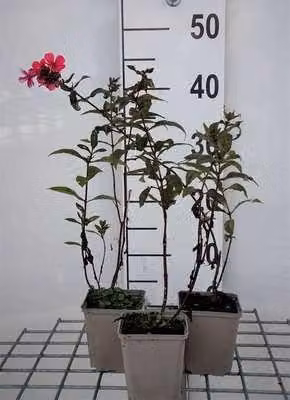 6 x Phlox (p) 'Starfire' - Fiore di fiamma - vaso 9 x 9 cm