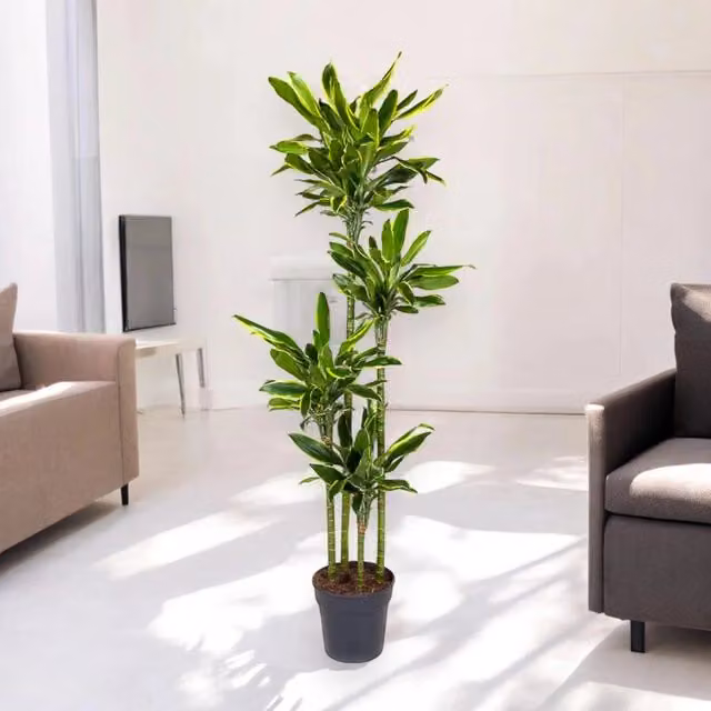 Gardenaria Dracaena fragrans 'Golden coast' - Pianta da interno ornamentale Altezza: 180 cm (vaso 27)
