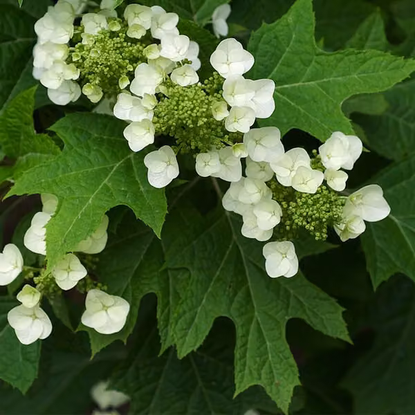 Ortensie - Hydrangea quercifolia | 50-60 cm in vaso