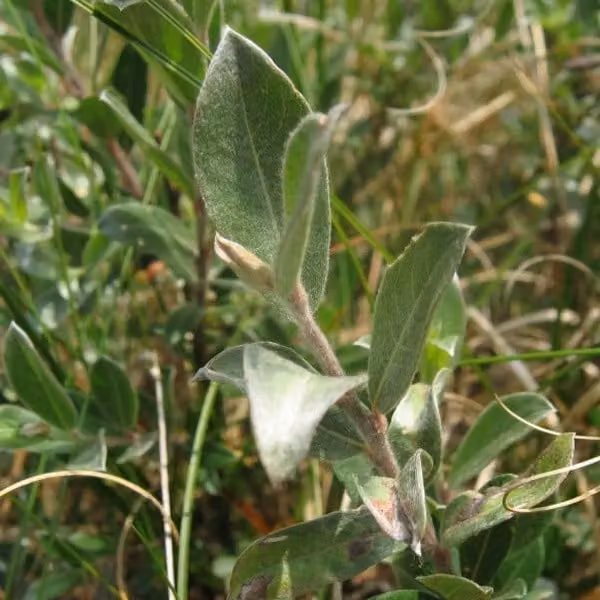 2 piante di salice nano (Salix repens), alte 50-60 cm, fornite in vaso