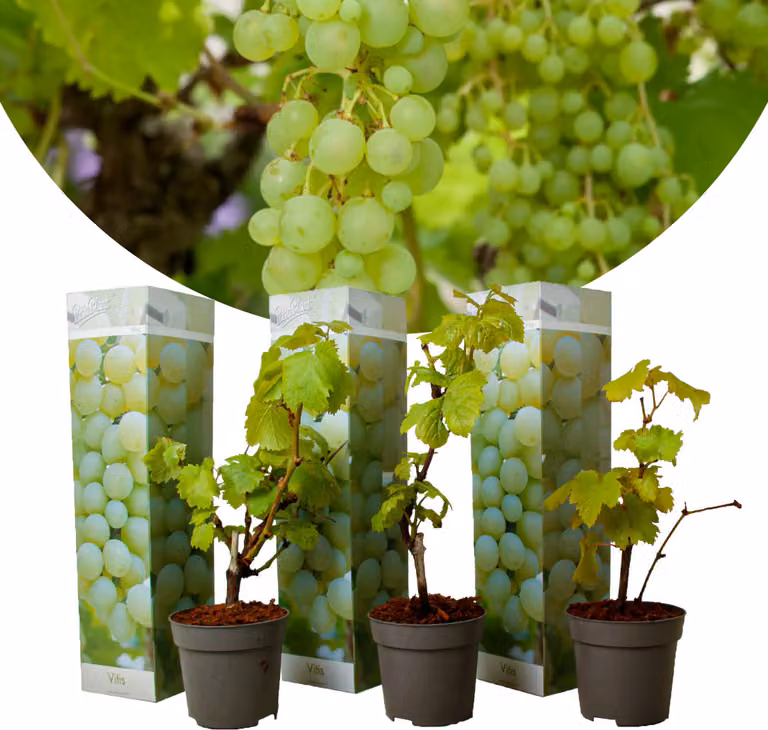 Vitis vinifera Chardonnay - Set di 3 - Vite - Vaso 9cm - Altezza 25-40cm