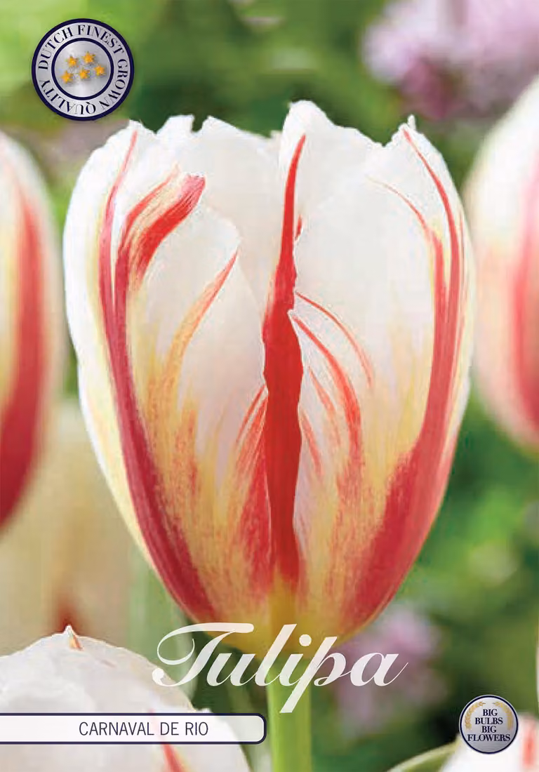 Tulipa - Trionfo - Carnevale a Rio