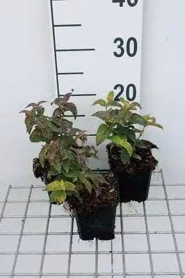 6 x Monarda bradburiana - Ortica indiana - vaso 9 x 9 cm