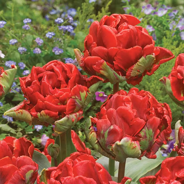 Tulipani Bulbi Bulbi Fiori Pappagallo Tulipano Rococò 5 pz.