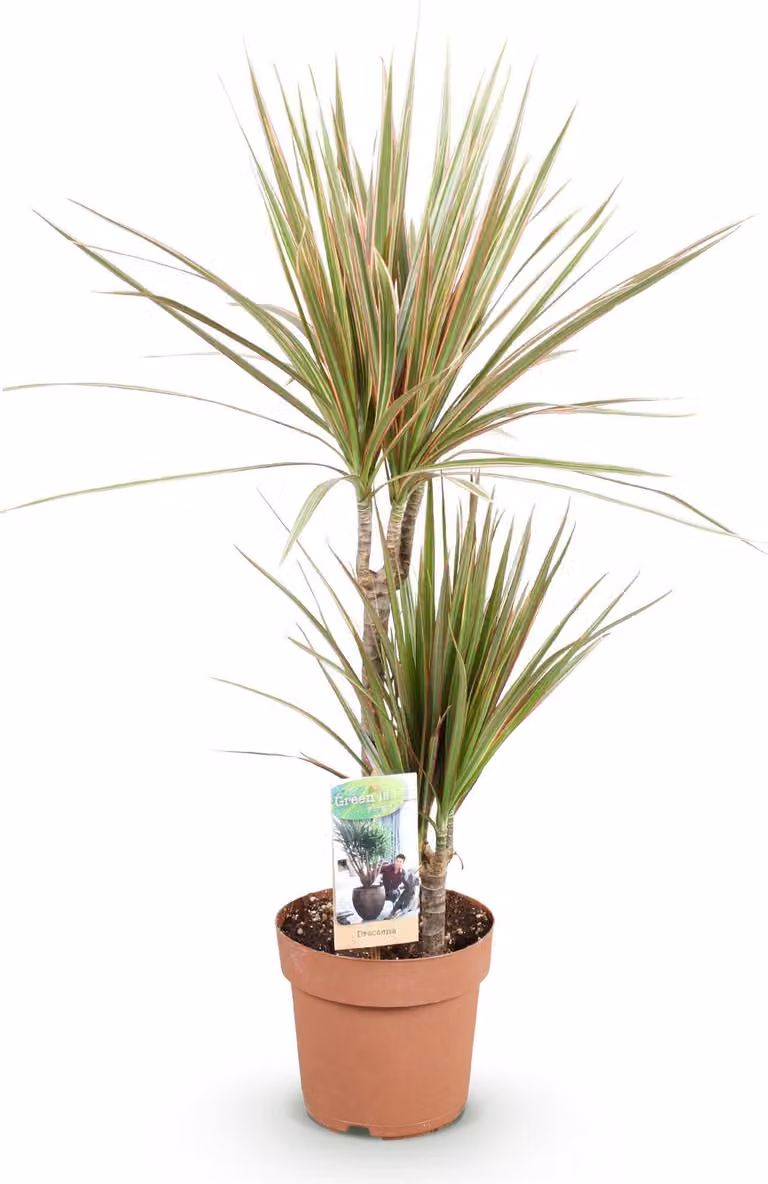Dracaena Marginata Bicolor - Dracaena - 17cm - Altezza 70-75cm - Di facile