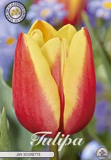 Tulipano Jan Seignette (10 bulbi) | Bulbi di tulipano di Sam van Schooten